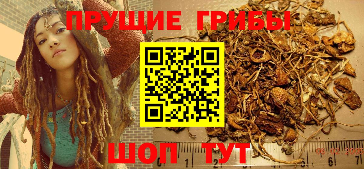 Псилоцибиновые грибы Psilocybe Тавда